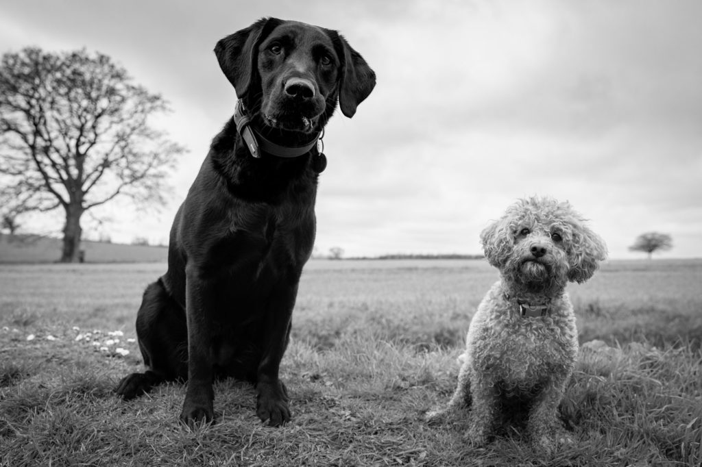 two dogs playing in a field
